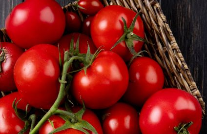 Tomate de transformation : en Californie, chaleur et trafic n’entraînent que peu de pertes