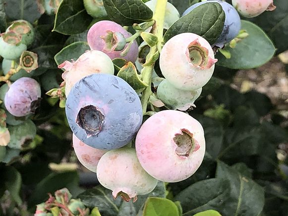 Les cultivateurs égyptiens de myrtilles étendent prudemment leurs terres cultivées tout en surveillant de près la situation au Maroc