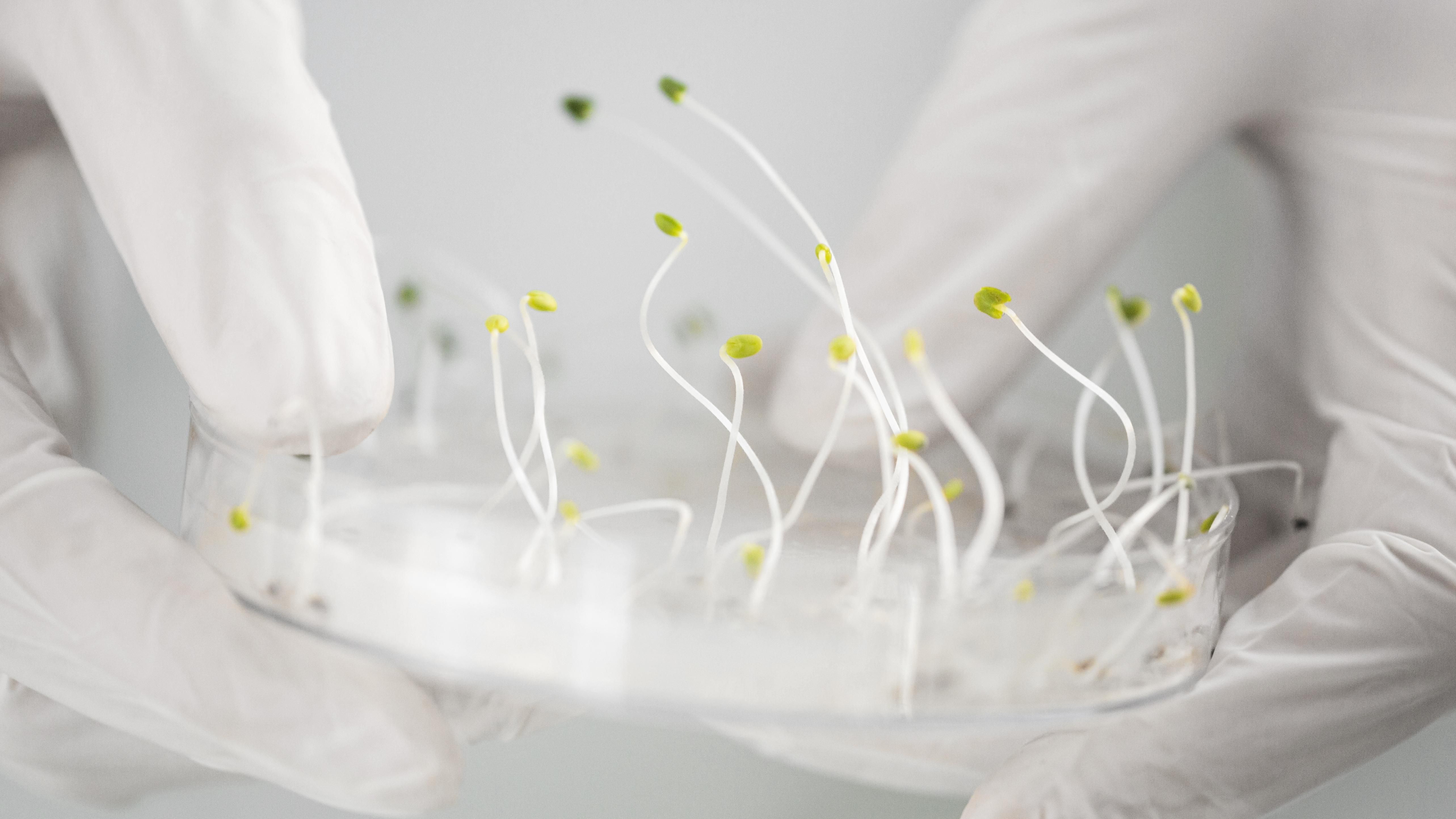 Wageningen : régénération des plantes sans hormones grâce à deux gènes
