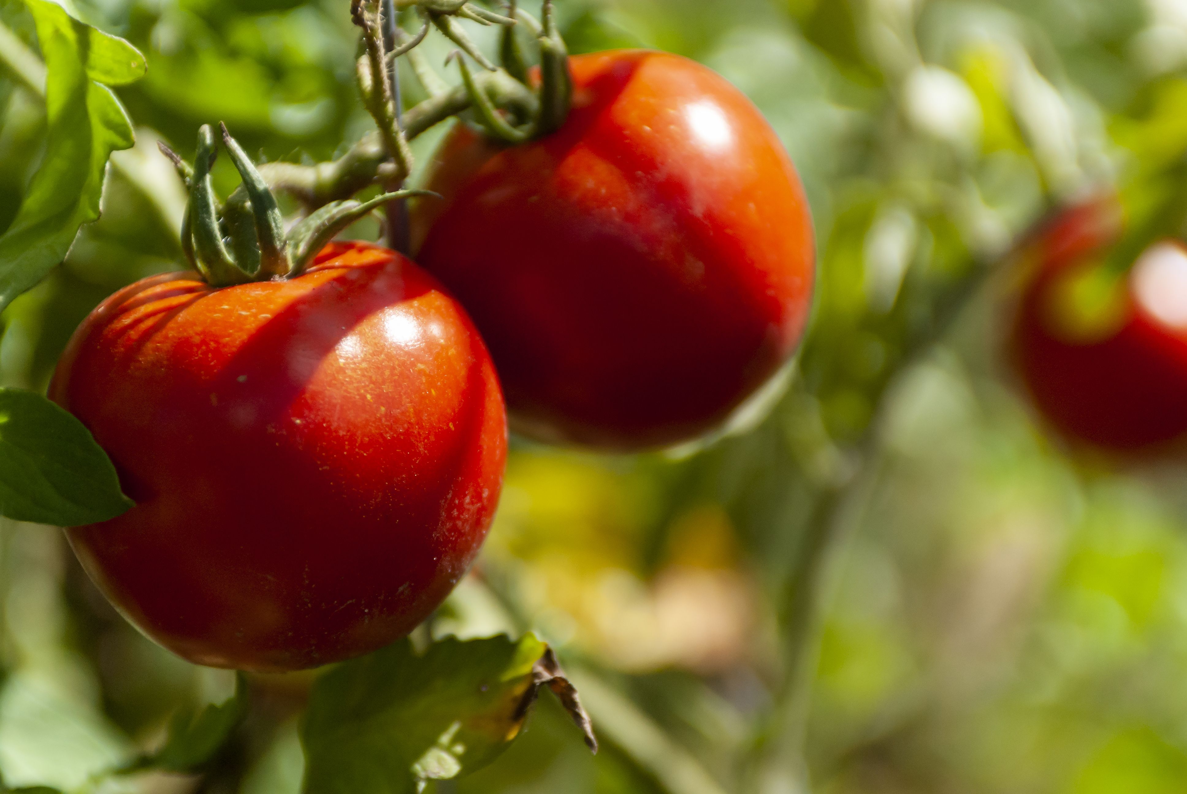 Tomate : nanoparticules de chitosane et bactérie renforcent défenses et rendement
