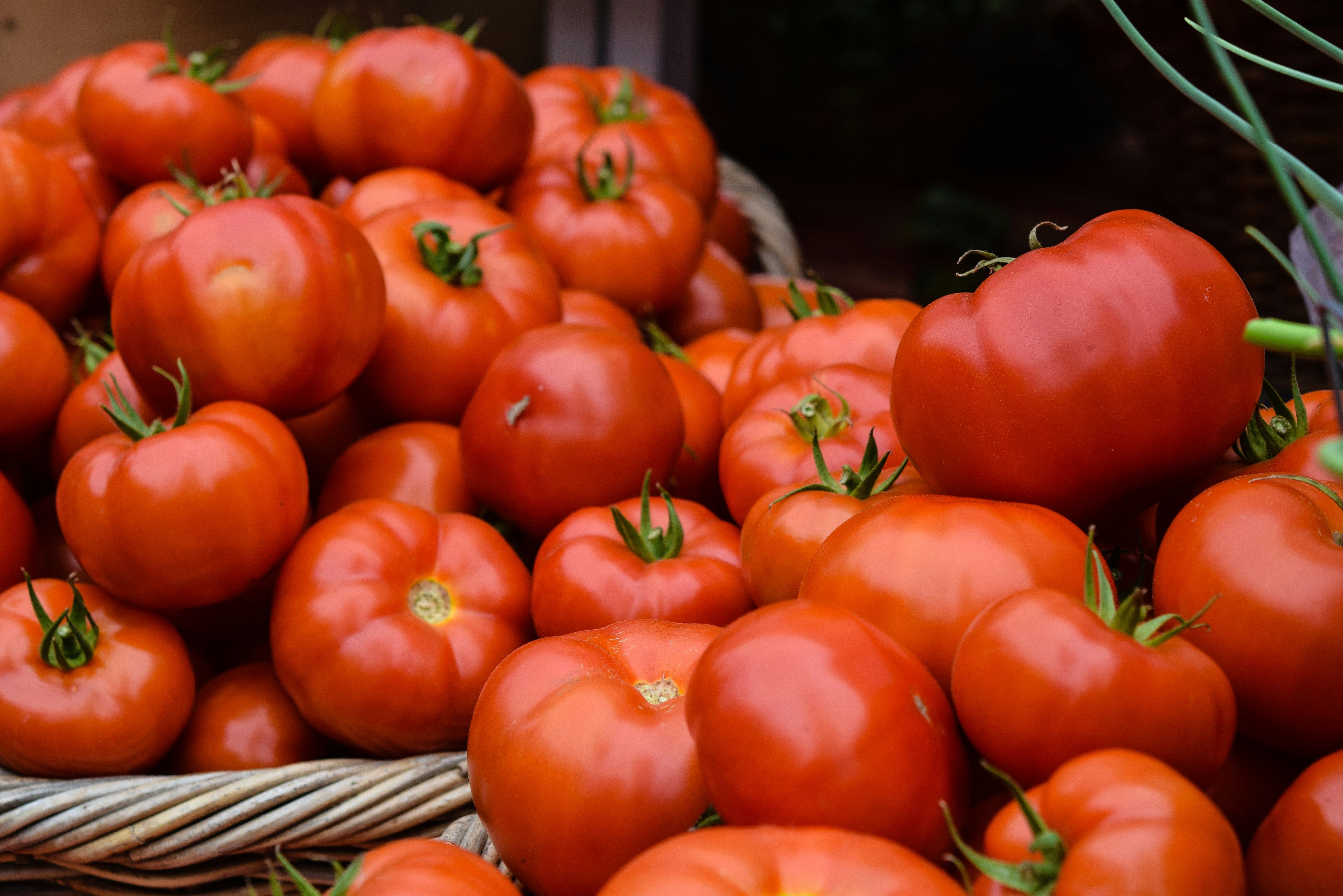 Après la sécheresse, la filière tomate marocaine face aux défis de la qualité et de l’export