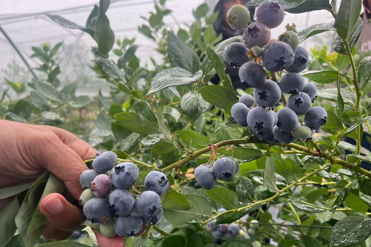 Myrtille : Matías™, une nouvelle variété à gros calibre et longue conservation