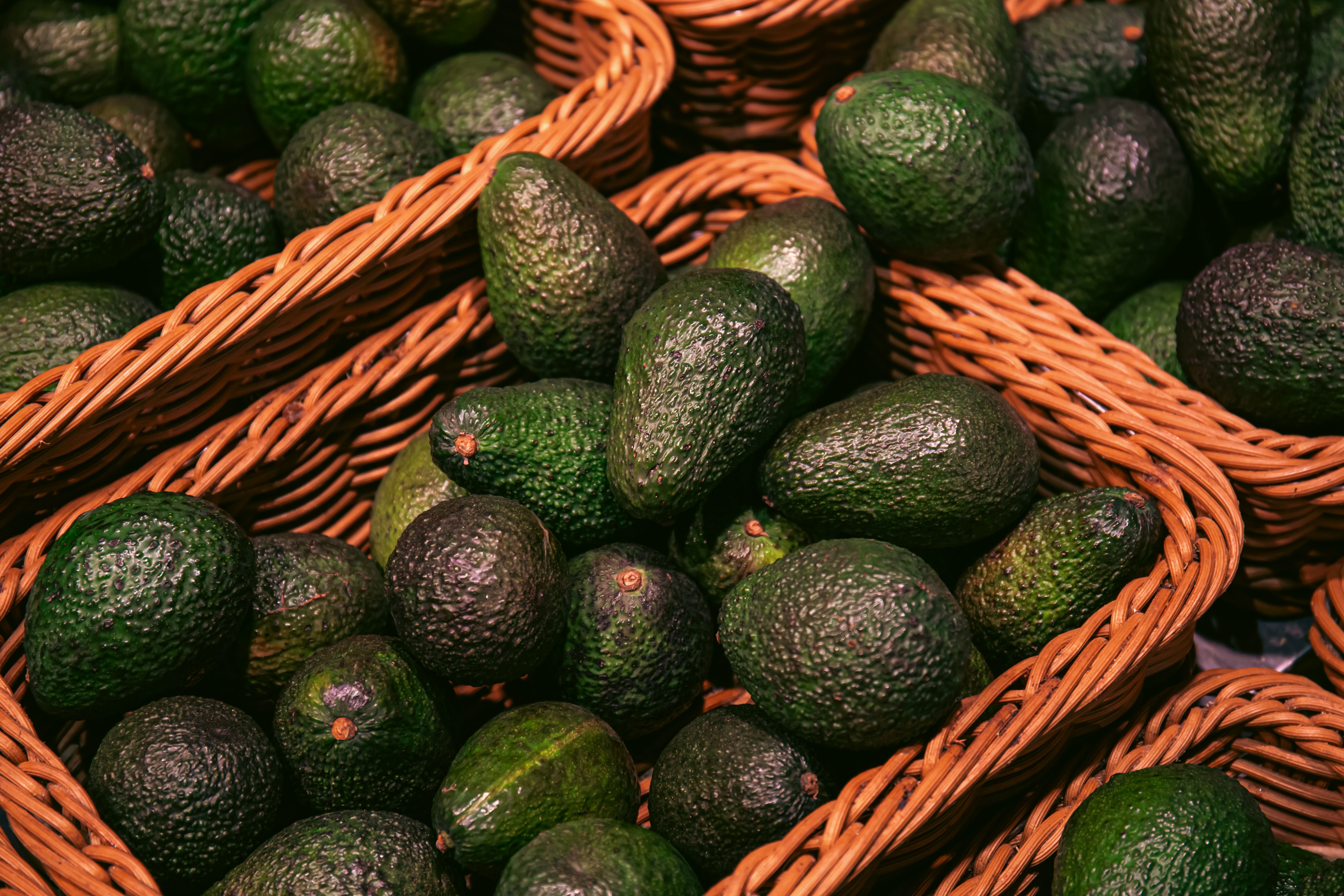 Les producteurs marocains d’avocats misent sur des fruits de plus gros calibres