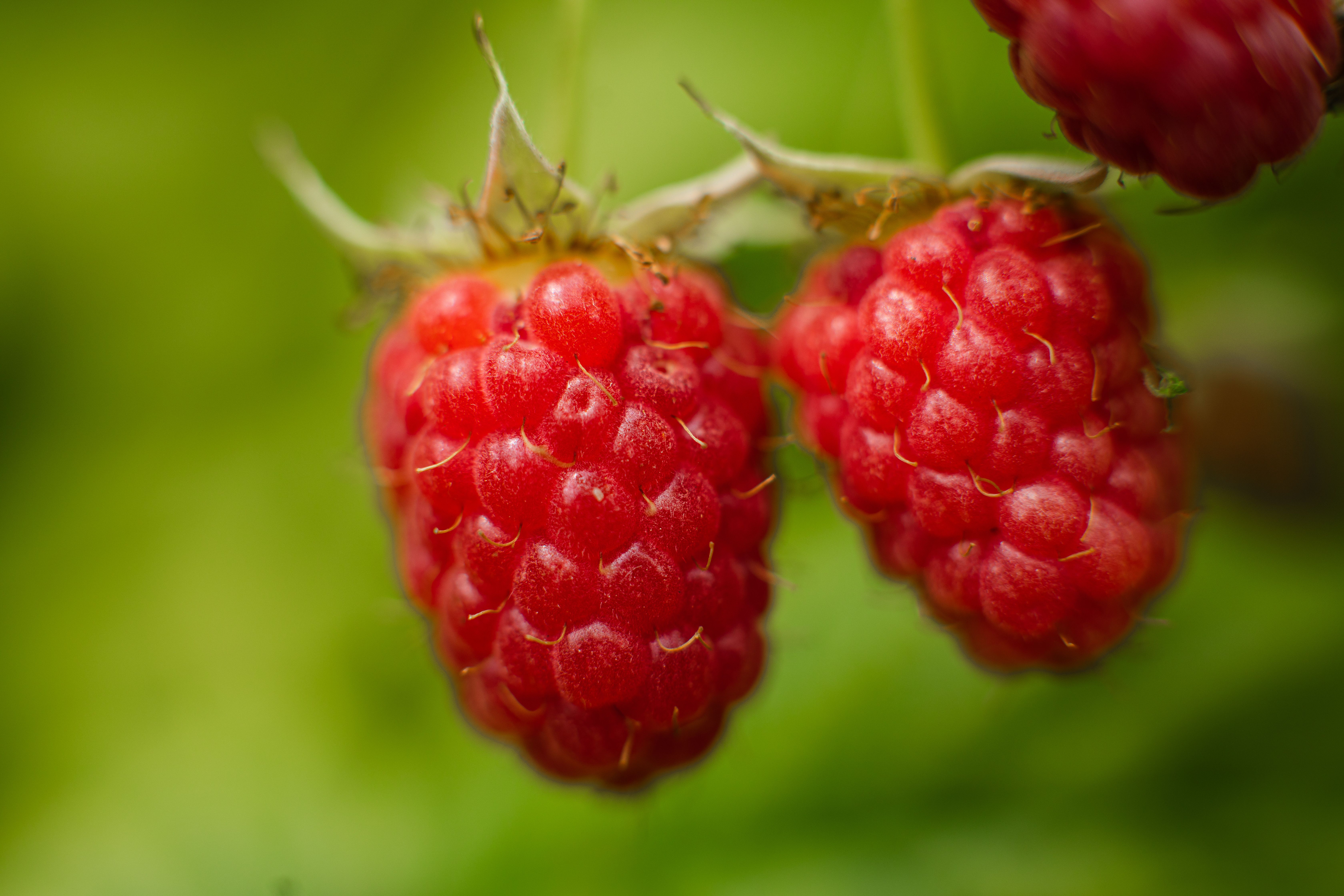 La présentation de la nouvelle framboise Pink Rosita met l’accent sur la facilité de récolte