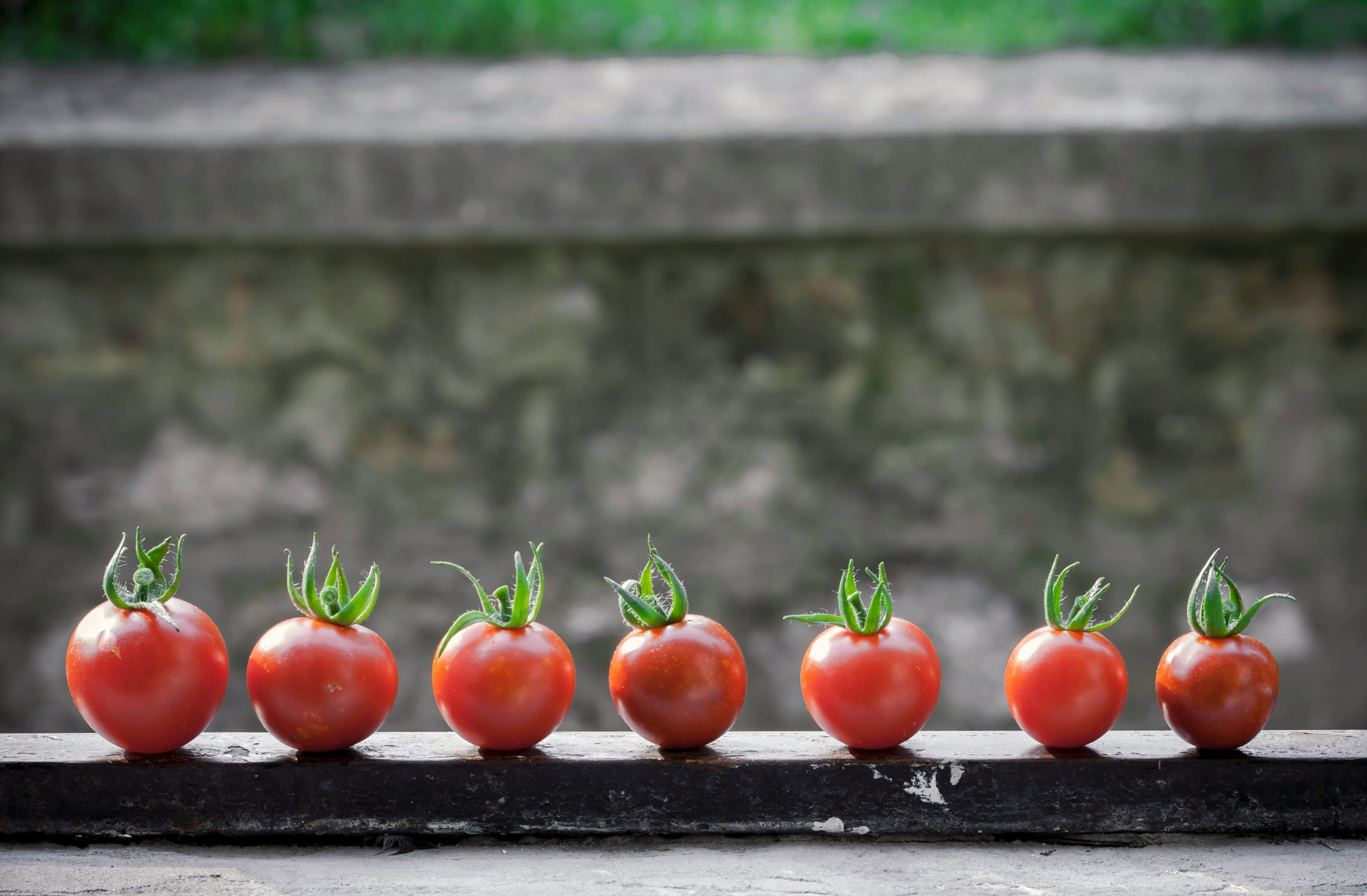 Le Ghana teste des variétés de tomates à haut rendement