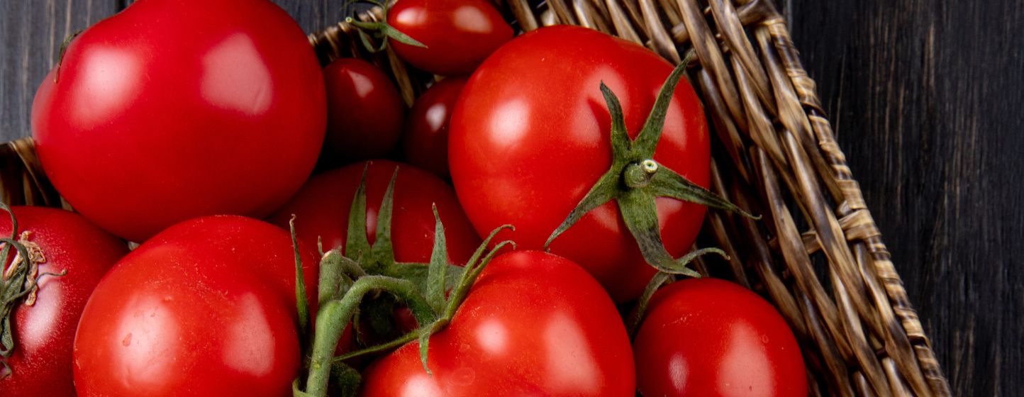 Tomate de transformation : en Californie, chaleur et trafic n’entraînent que peu de pertes