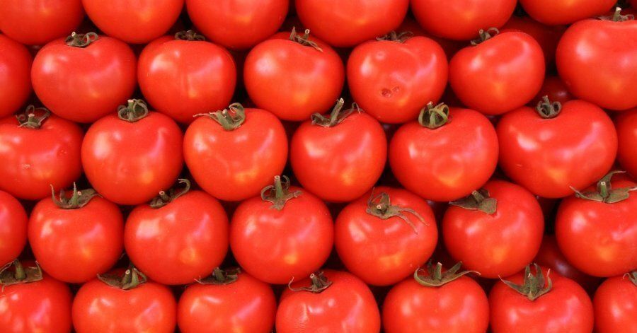 Moroccan tomatoes rebound after record heat