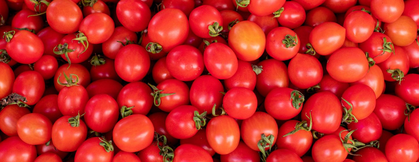 Morocco Tomato Market: Export Rebound After Sharp Price Drop
