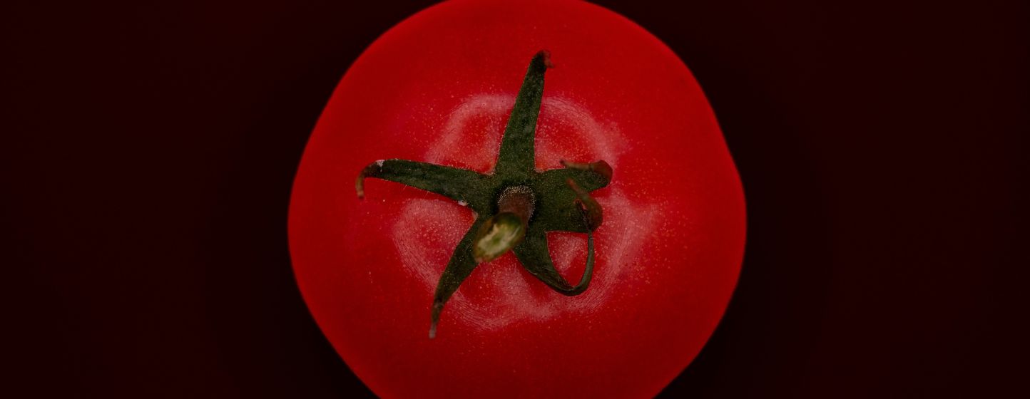 Une lignée de tomates vieille de trente ans s’avère résistante au ToBRFV
