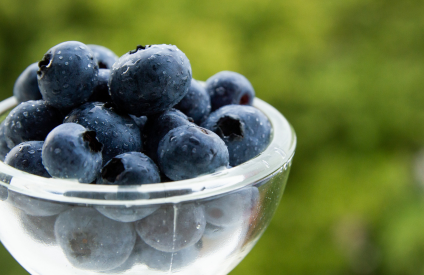 Planasa présente ses variétés de myrtilles au Sommet IBO du Cap