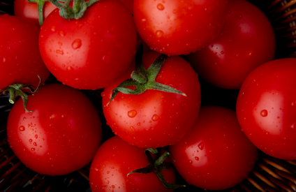 Marché mondial de la tomate : ajustements de prix et reprise progressive des volumes