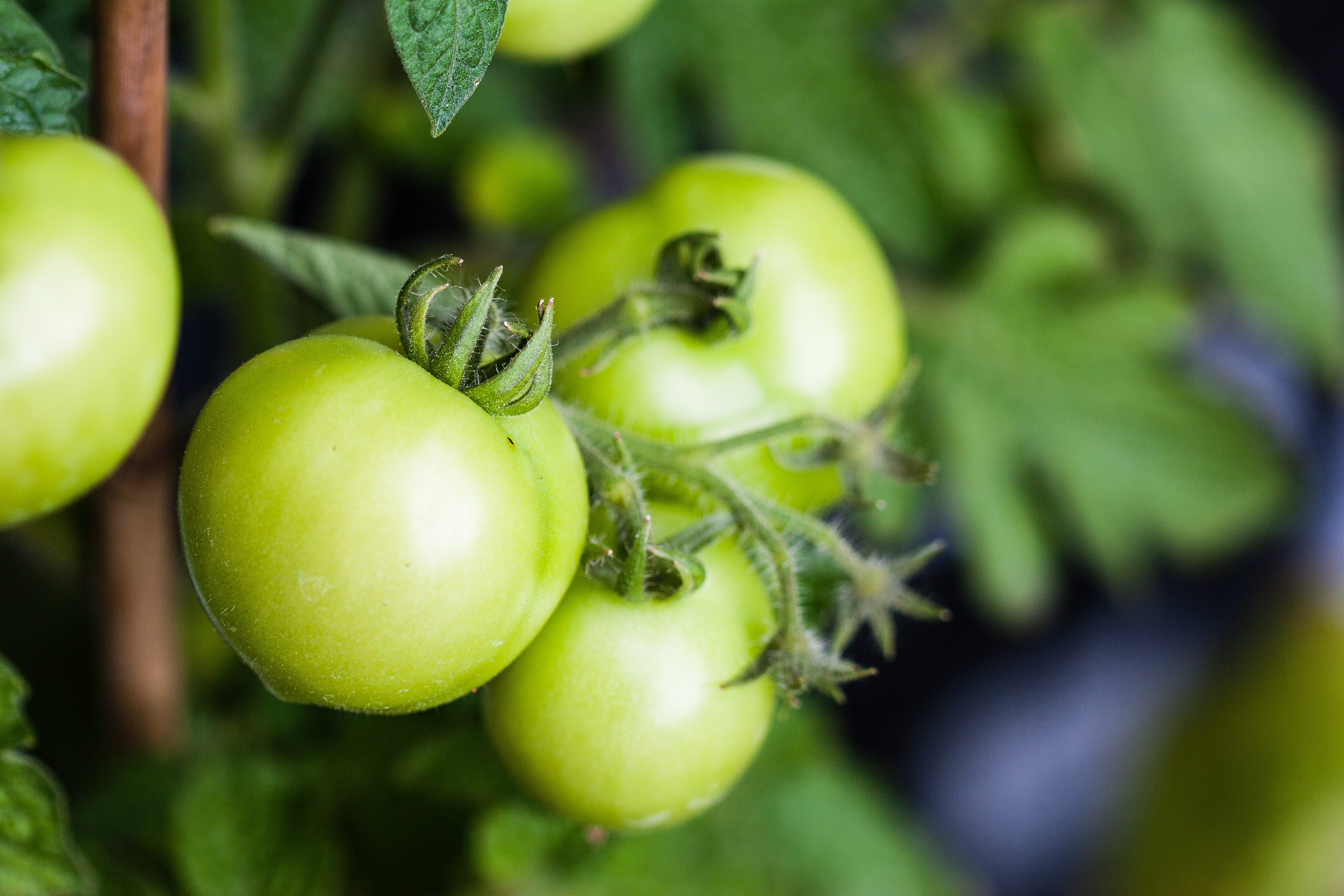 An In-Depth Analysis of Sulfur’s Role in Tomato Plant Growth