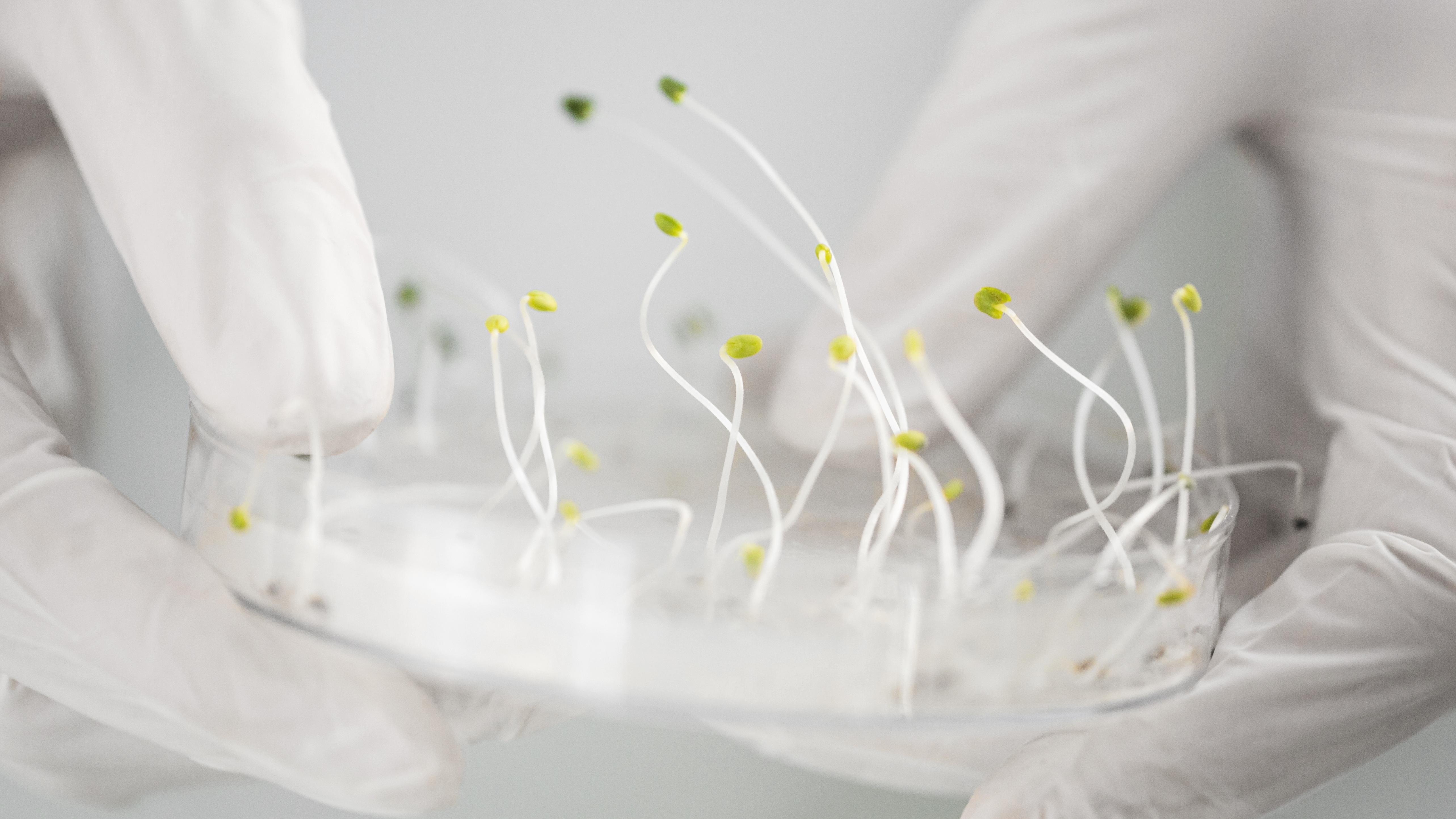 Two Genes Instead of Hormones: Wageningen Revolutionises Plant Regeneration
