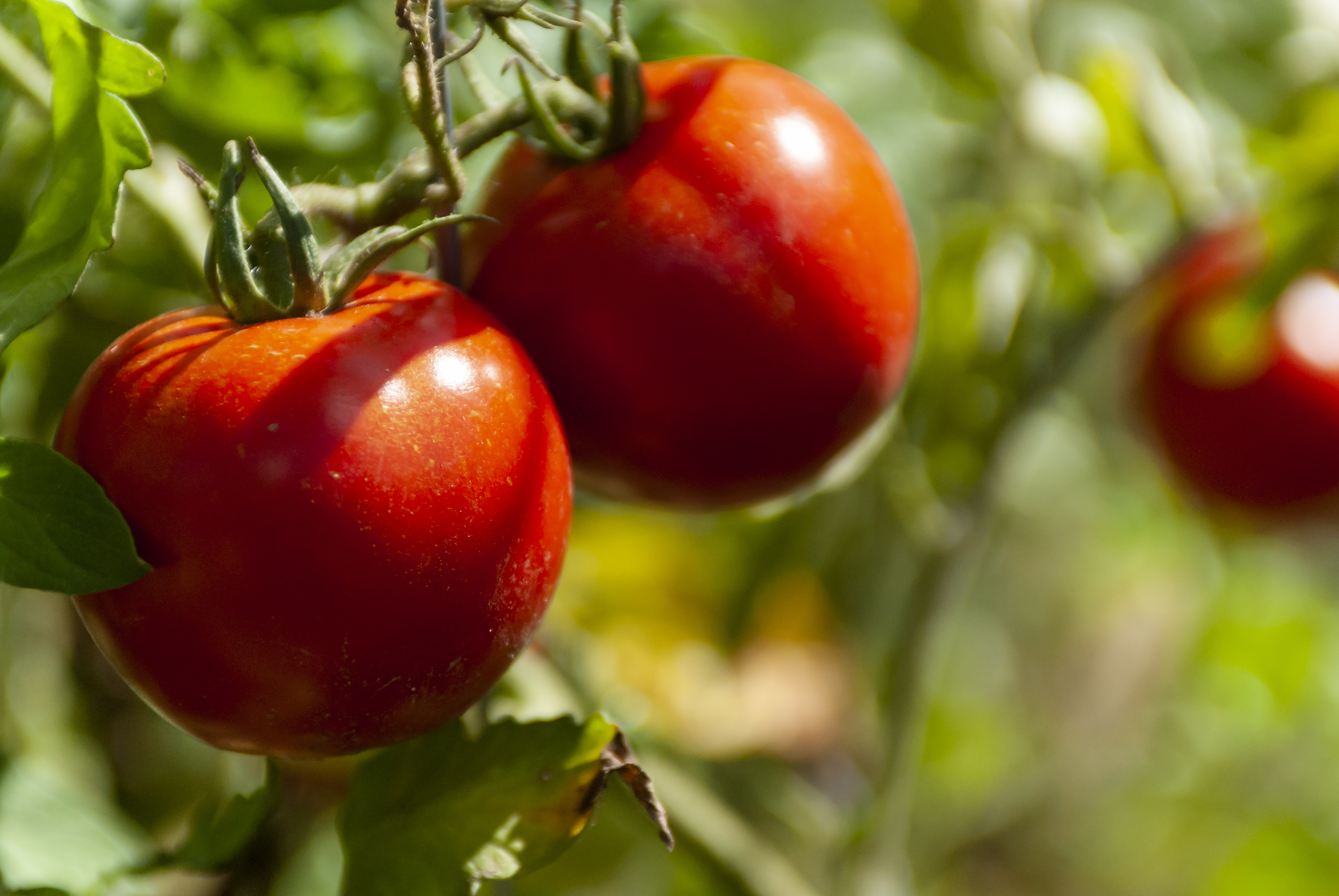 Tomato Virus: “Natural” Nanoparticles and a Beneficial Bacterium Boost Plant Defences—and Yield