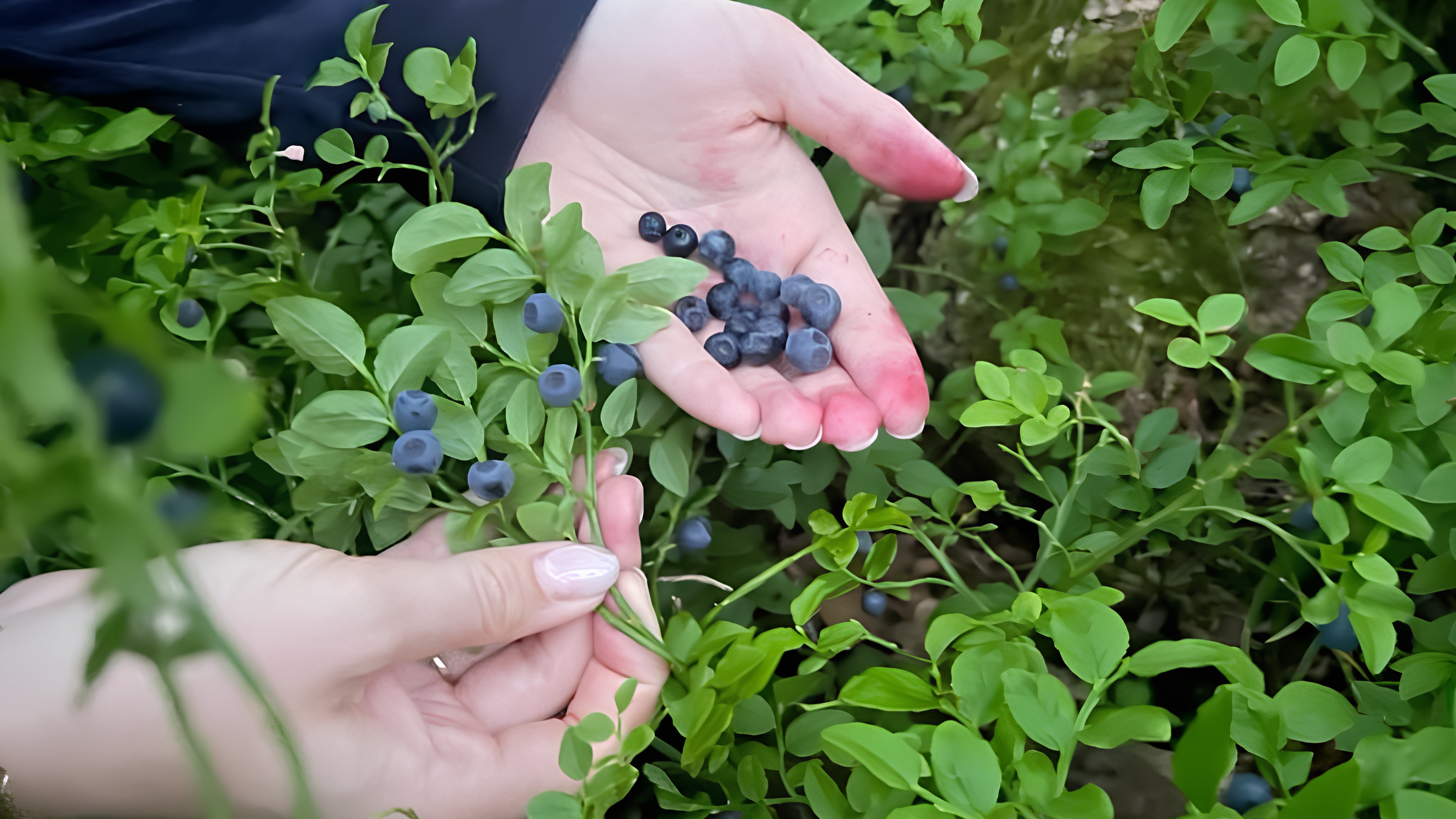 Intempéries au Maroc : un impact majeur sur la filière de la myrtille