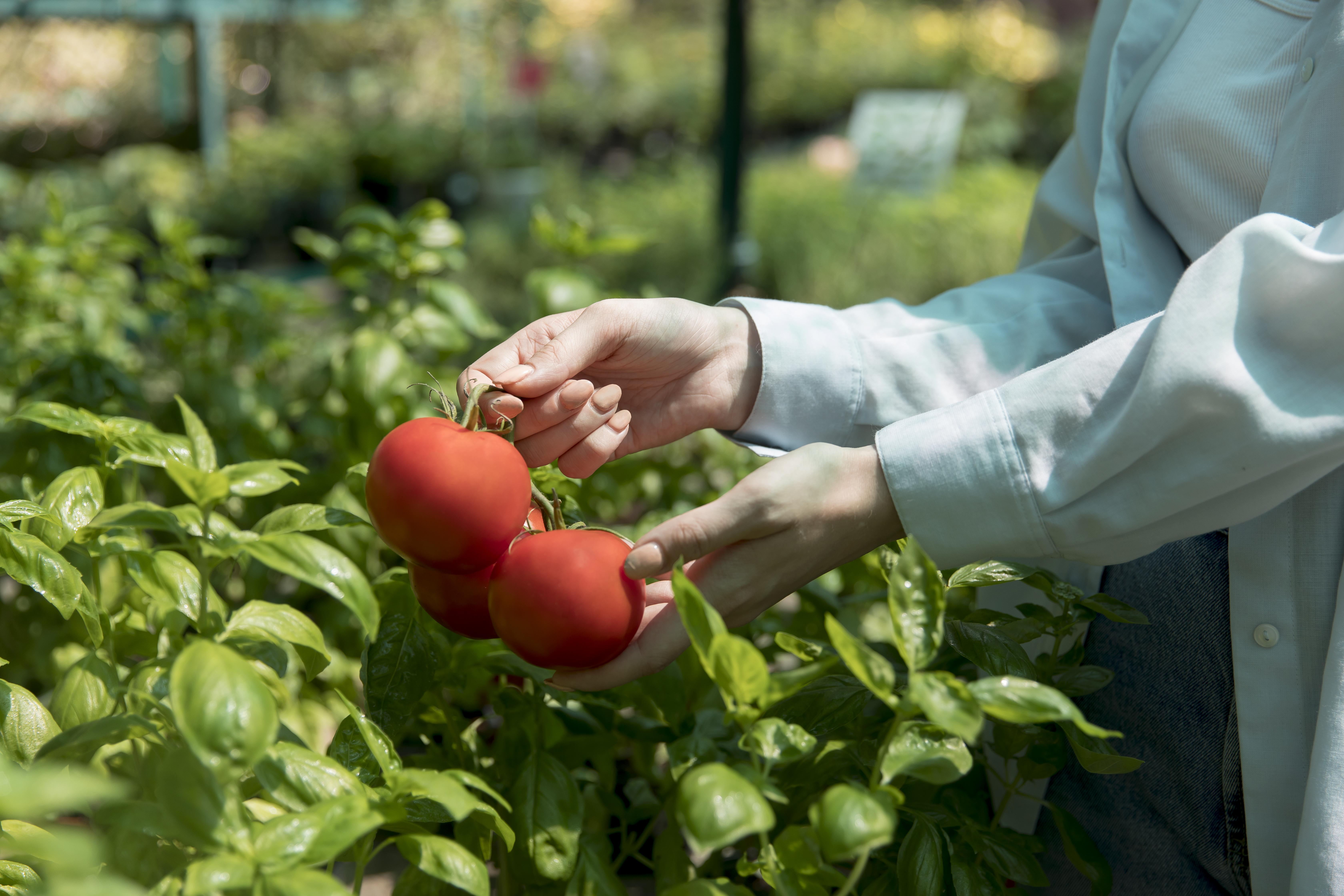 Kraft Heinz Tests 100 Tomato Varieties in Poland to Cope with Climate Extremes