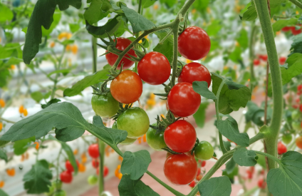 Tomates marocaines : climat, maladies et logistique pèsent sur les exportations