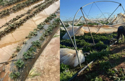 Fruits rouges : les inondations frappent le Loukkos