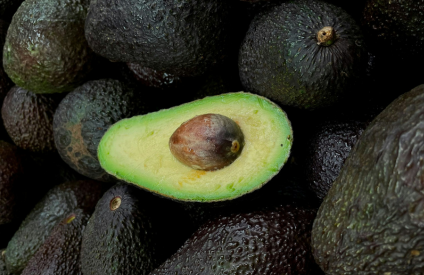 Avocat : le Maroc devient le premier exportateur d’Afrique en 2025