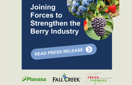 Innovation dans les fruits rouges : Fall Creek, Planasa et Fresh Forward unissent leurs forces