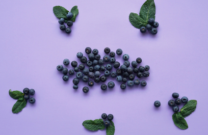 Myrtille : le Chili accélère sa transition vers la qualité et le renouvellement variétal