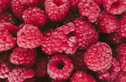 Framboise : un marché mondial sous pression entre climat, logistique et pénurie de main-d’œuvre