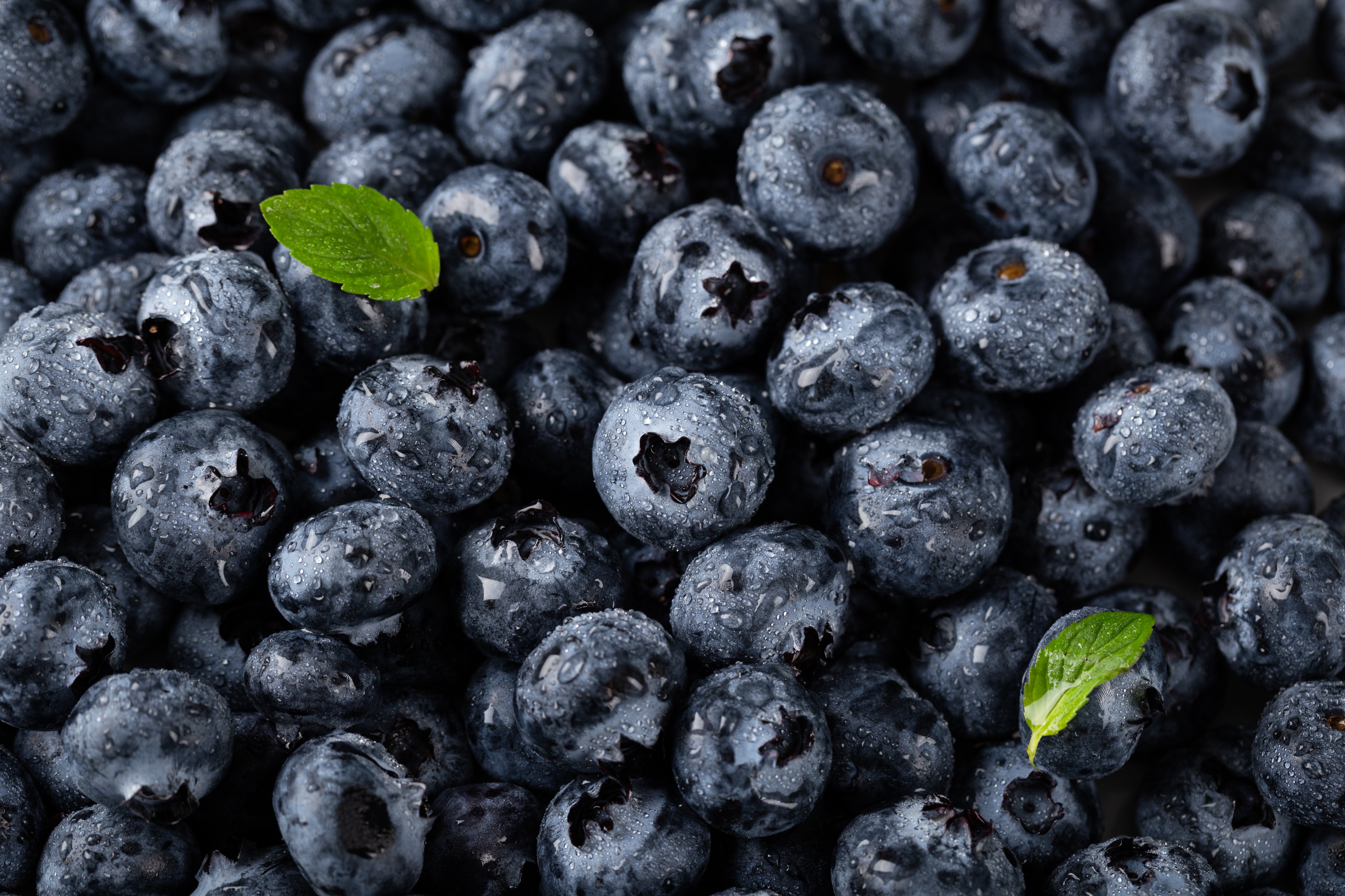 Blueberries are now an elite product; market windows will be decisive