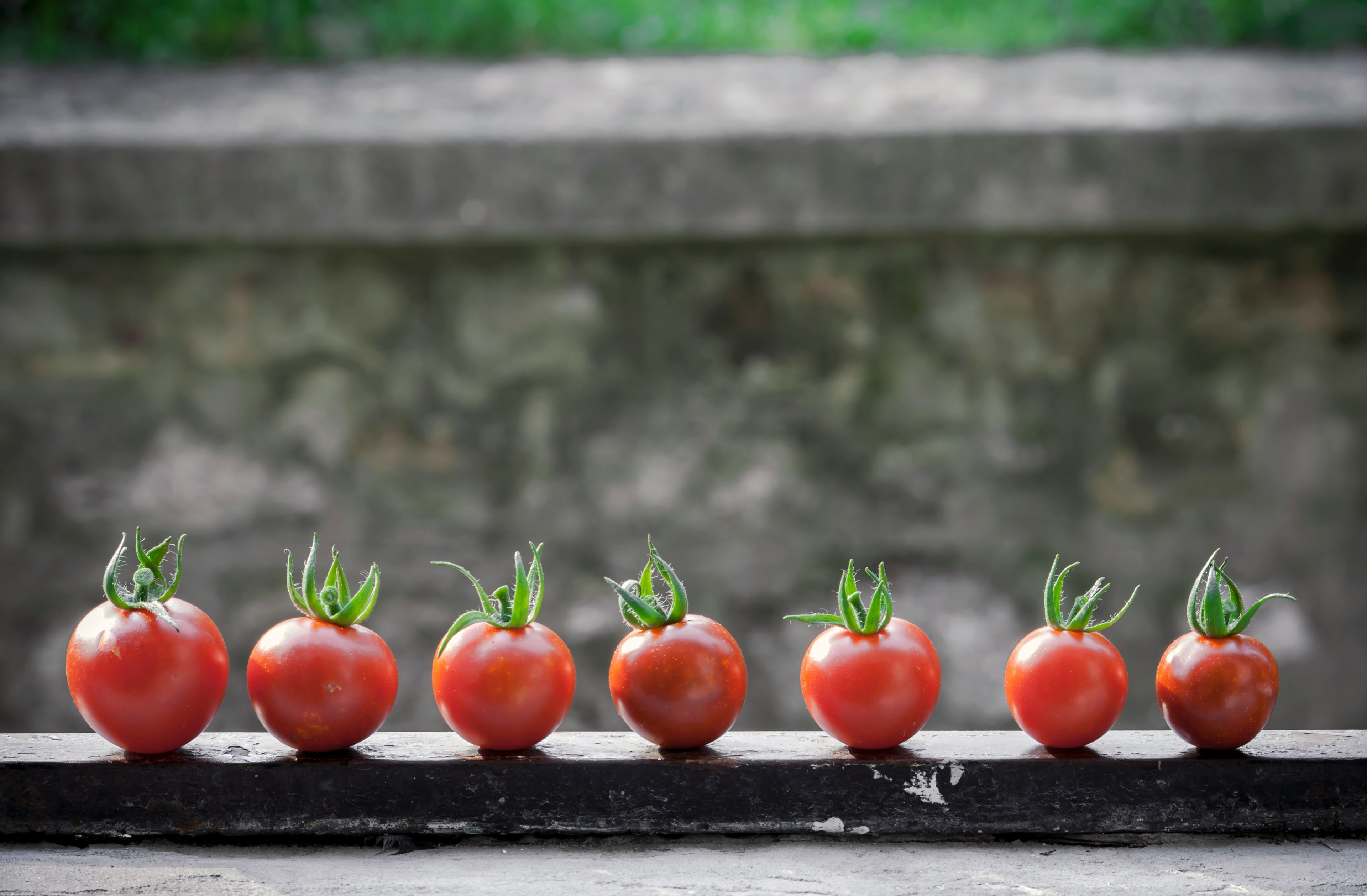 Le Ghana teste des variétés de tomates à haut rendement