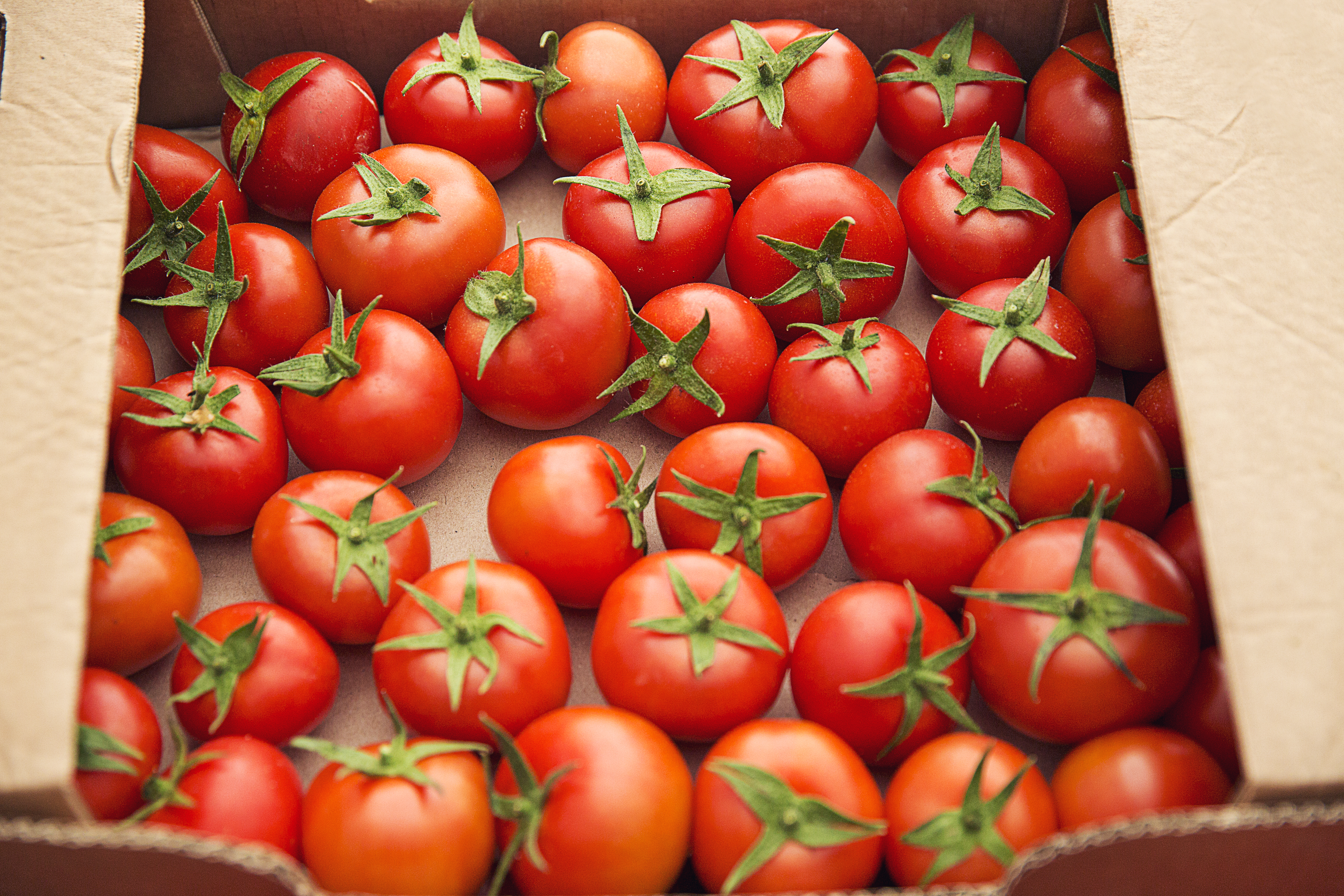 Morocco Sets New Seasonal Record for Tomato Exports to Ireland