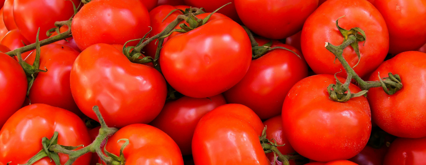 Le Royaume-Uni maintient le statut de quarantaine pour le virus ToBRFV