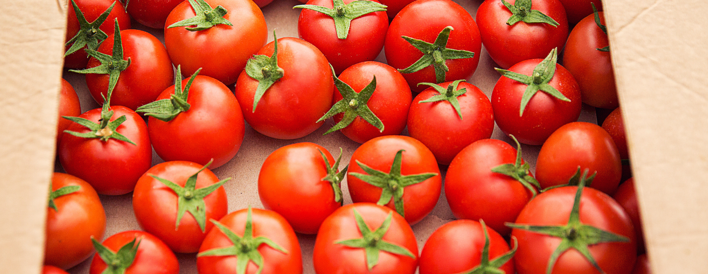 Morocco Sets New Seasonal Record for Tomato Exports to Ireland