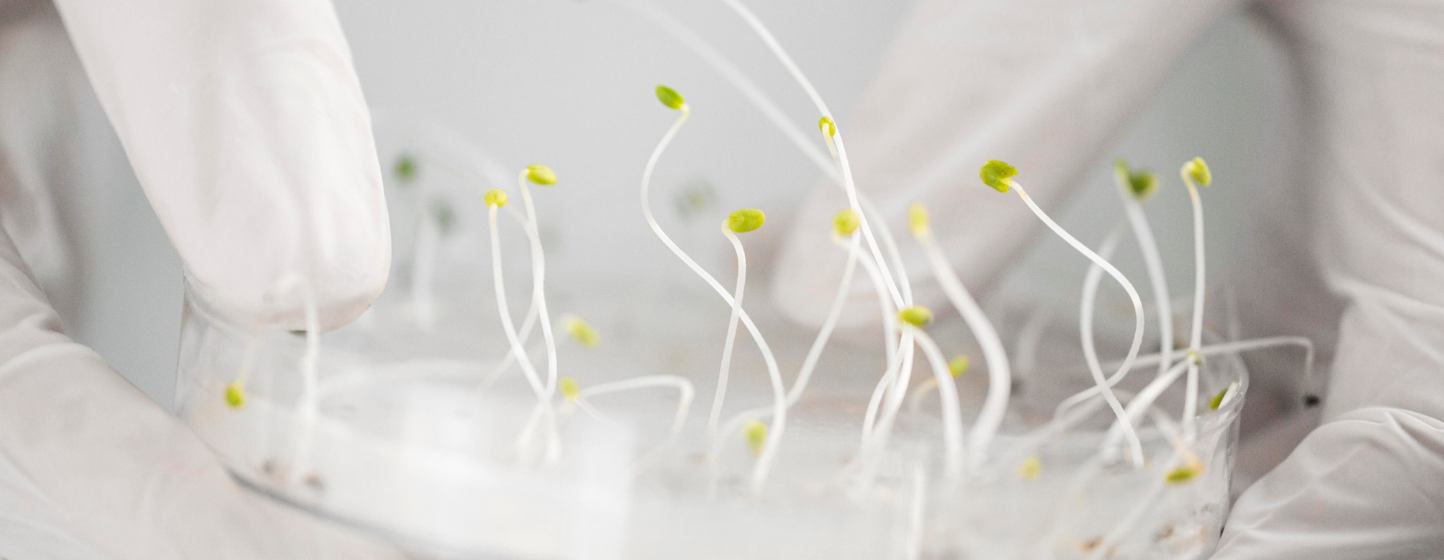 Two Genes Instead of Hormones: Wageningen Revolutionises Plant Regeneration