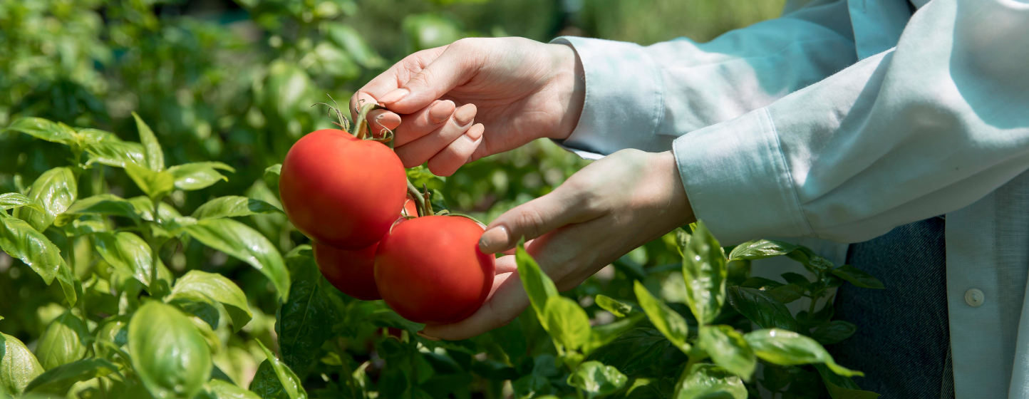 Kraft Heinz Tests 100 Tomato Varieties in Poland to Cope with Climate Extremes