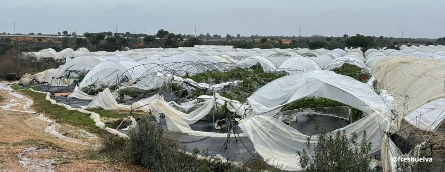 La filière des fruits rouges touchée par la tempête Kristin dans la province espagnole de Huelva