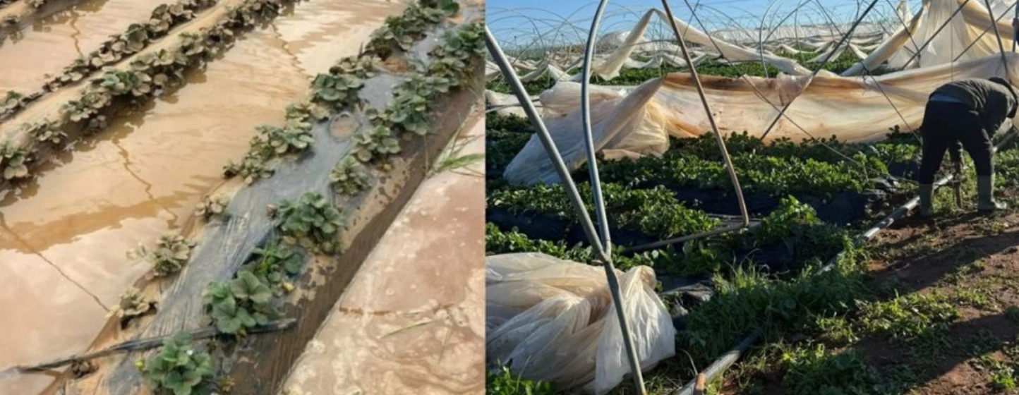 Fruits rouges : les inondations frappent le Loukkos