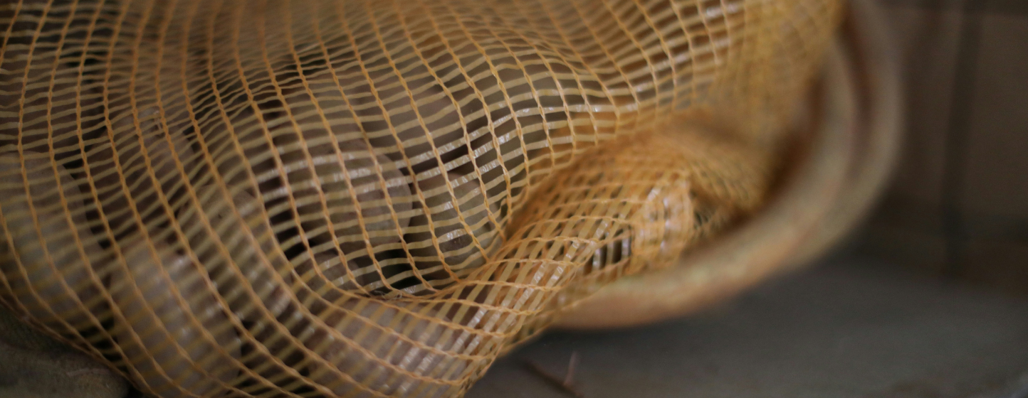 Kenya : stockage des pommes de terre sans électricité pour réduire les pertes post-récolte
