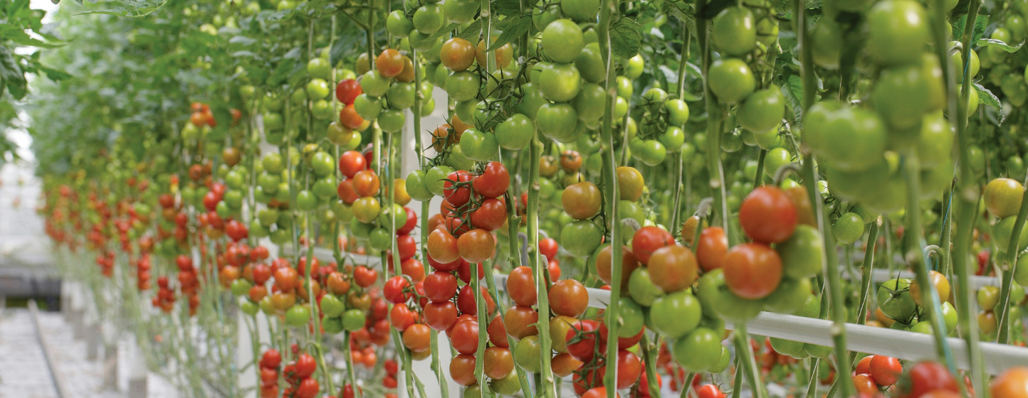 Tomate : eau de process recyclée, un défi de gestion de l’EC