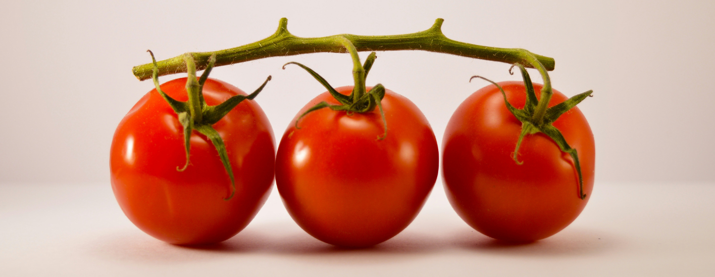 Le Maroc renforce sa place sur le marché allemand de la tomate