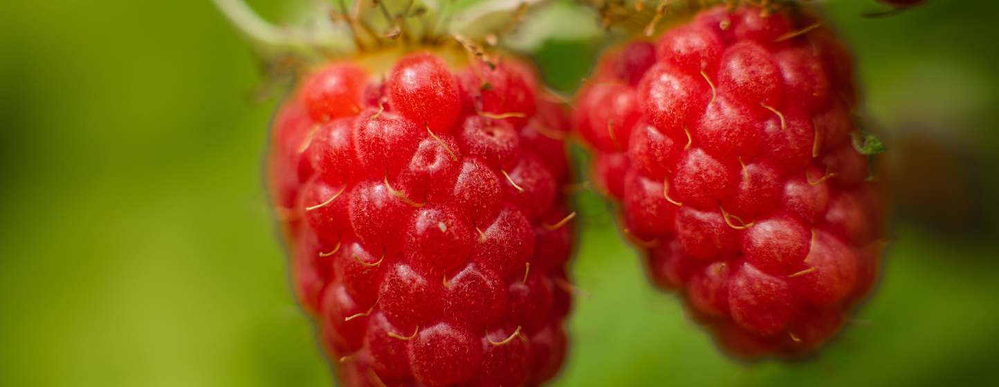 La présentation de la nouvelle framboise Pink Rosita met l’accent sur la facilité de récolte