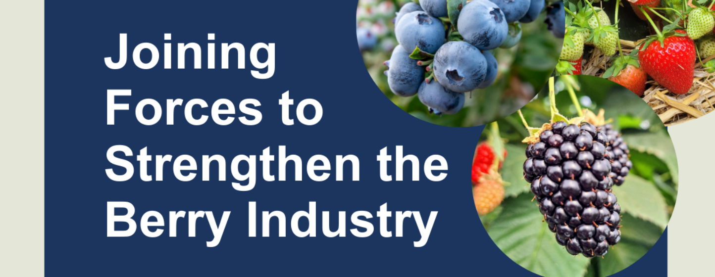 Innovation dans les fruits rouges : Fall Creek, Planasa et Fresh Forward unissent leurs forces