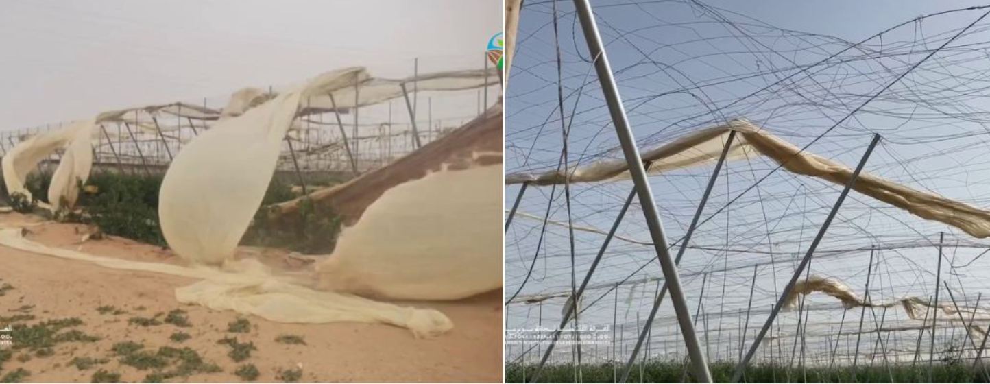 Tempête au Souss-Massa : lourdes pertes agricoles et risques de perturbations sur l’export