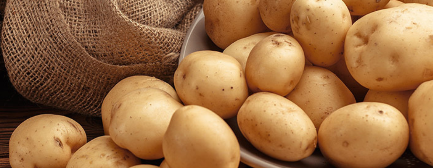 Berkane : forte hausse des superficies de pommes de terre après les récentes pluies