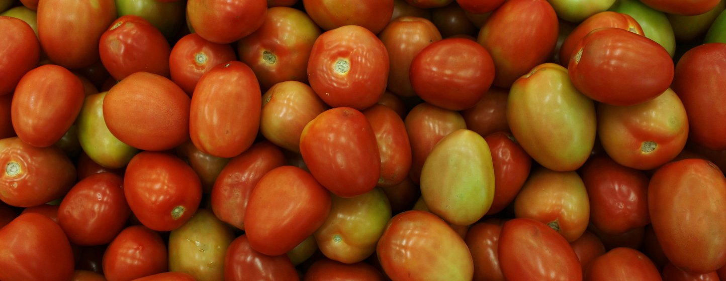 Mexique : les prix de la tomate s’envolent sous l’effet du gel, de l’insécurité et des coûts