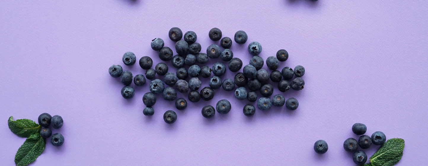 Myrtille : le Chili accélère sa transition vers la qualité et le renouvellement variétal