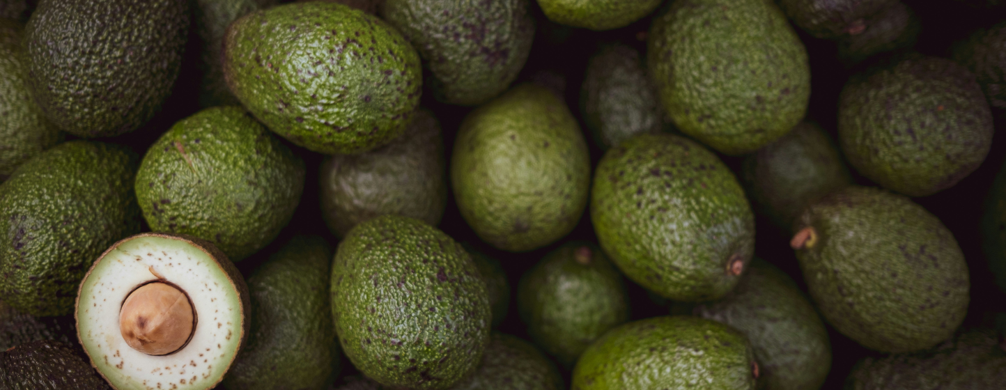 Avocat : recul marqué de la production marocaine après une saison sous pression climatique