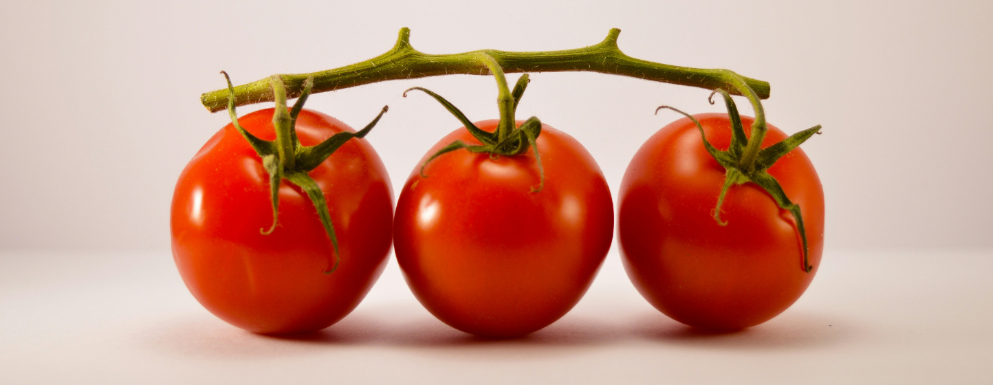 Finlande : les exportations marocaines de tomates atteignent un niveau record