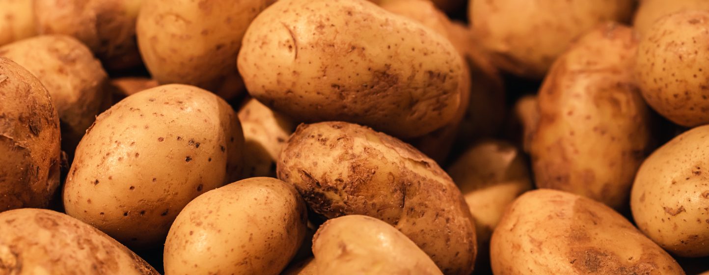 Pommes de terre : des rotations plus longues pour des rendements plus élevés et des cultures plus saines