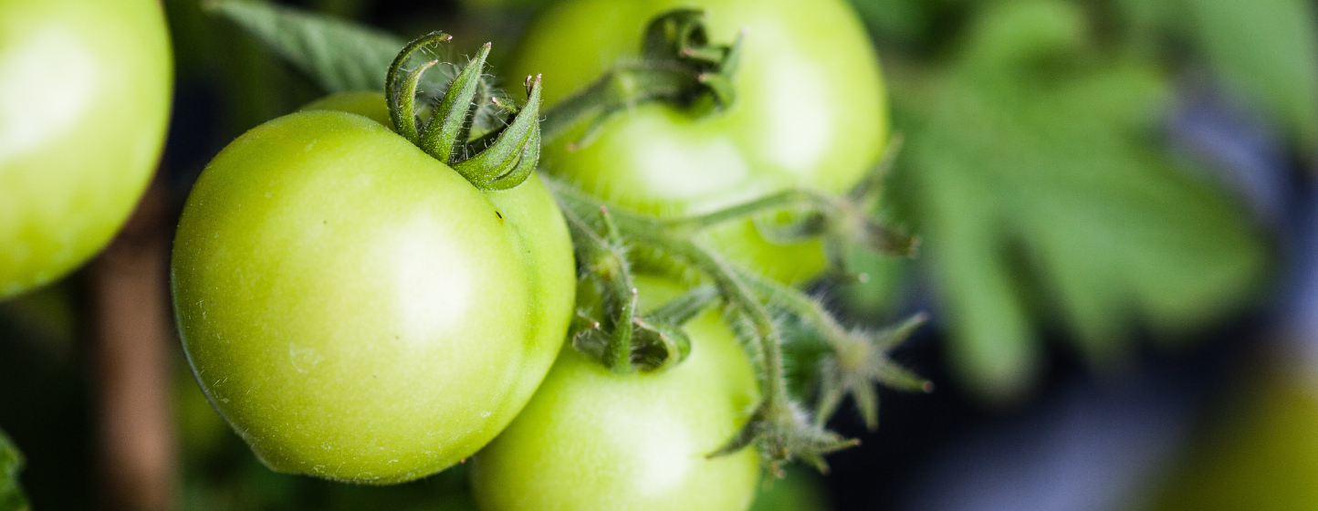 An In-Depth Analysis of Sulfur’s Role in Tomato Plant Growth