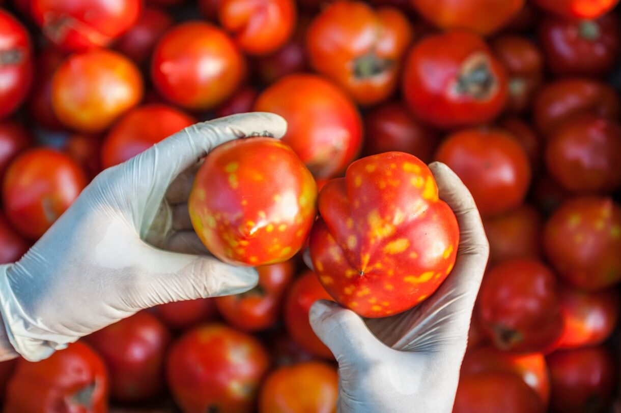 L'UE prend des mesures contre le Virus du fruit rugueux brun de la tomate