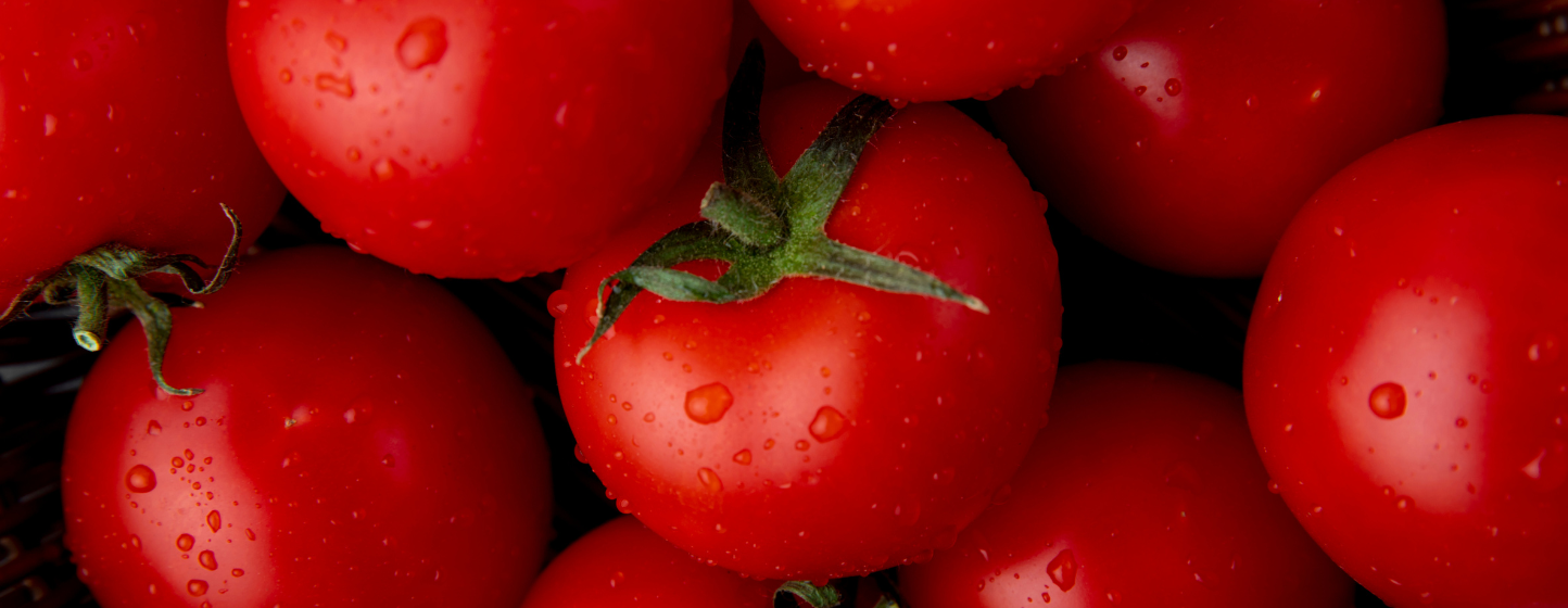 Marché mondial de la tomate : ajustements de prix et reprise progressive des volumes